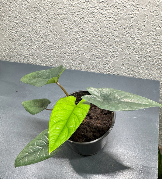 Alocasia Scalprum (Large)