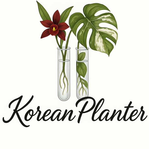 Korean Planter